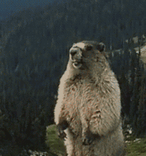 1563181365454856.gif