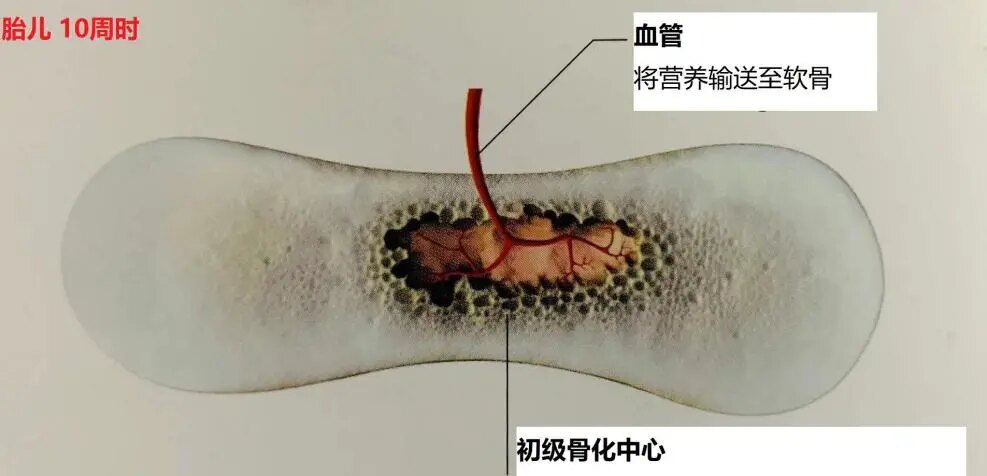 骨骼的生长发育