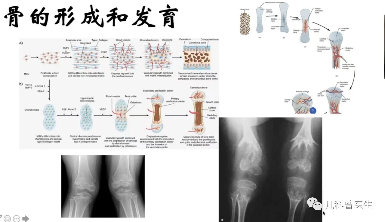 骨骼的生长发育